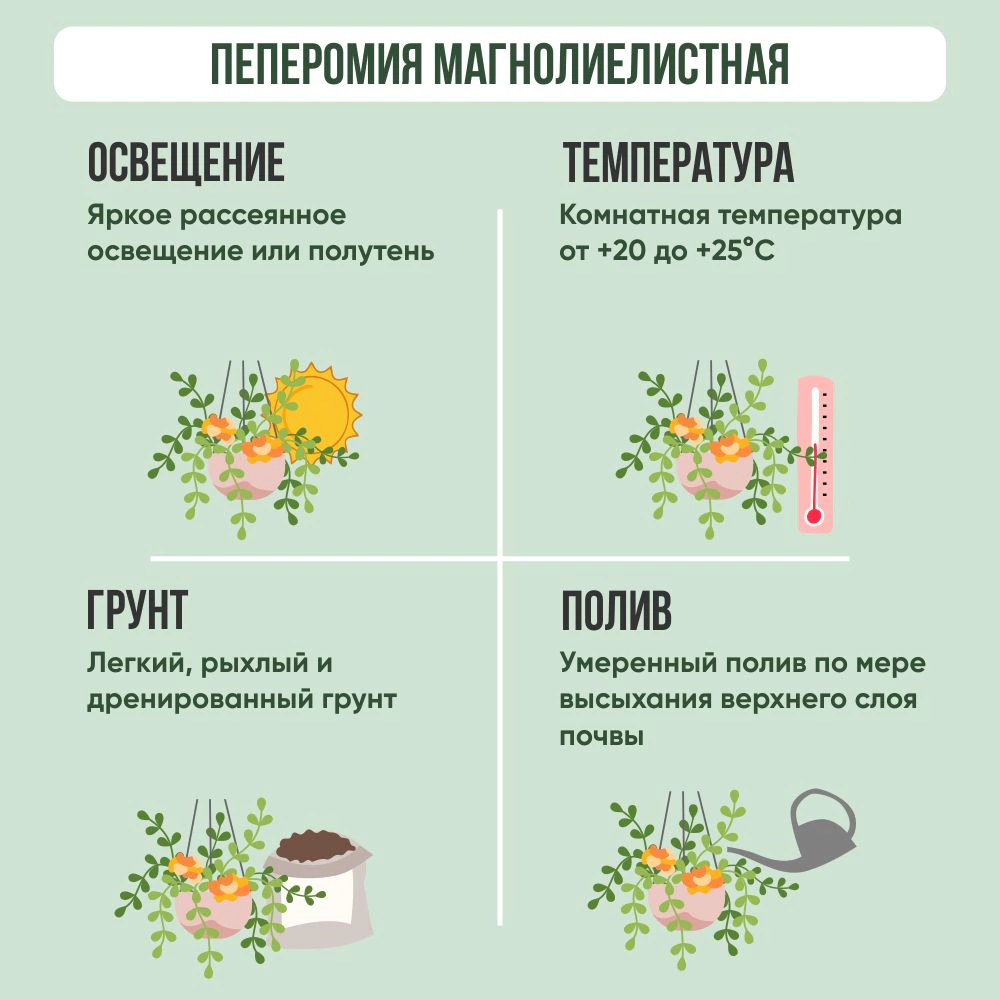 Пеперомия Магнолиелистная d11 см h20 см