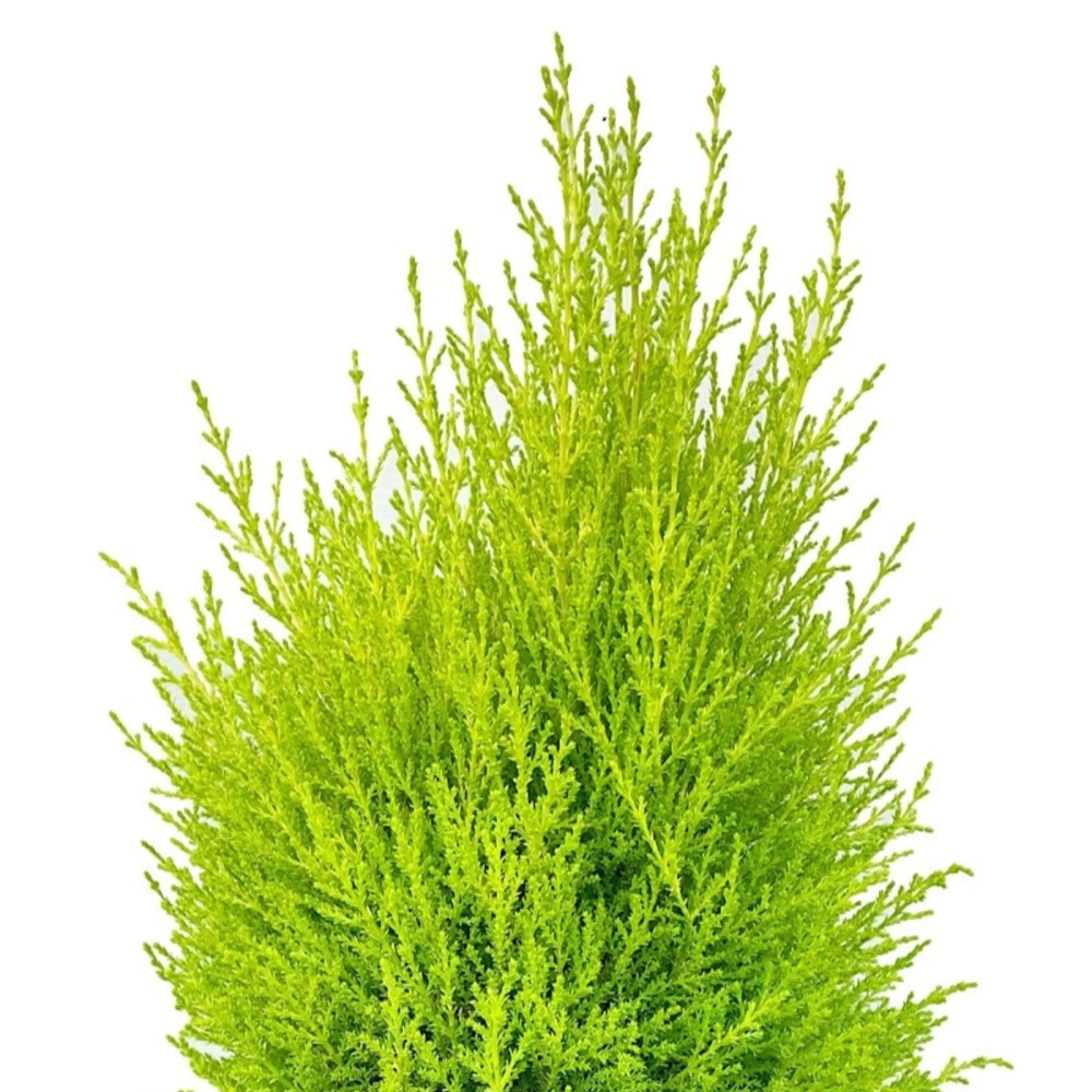 Купрессус Голдкрест Вилма d8 см h25 см