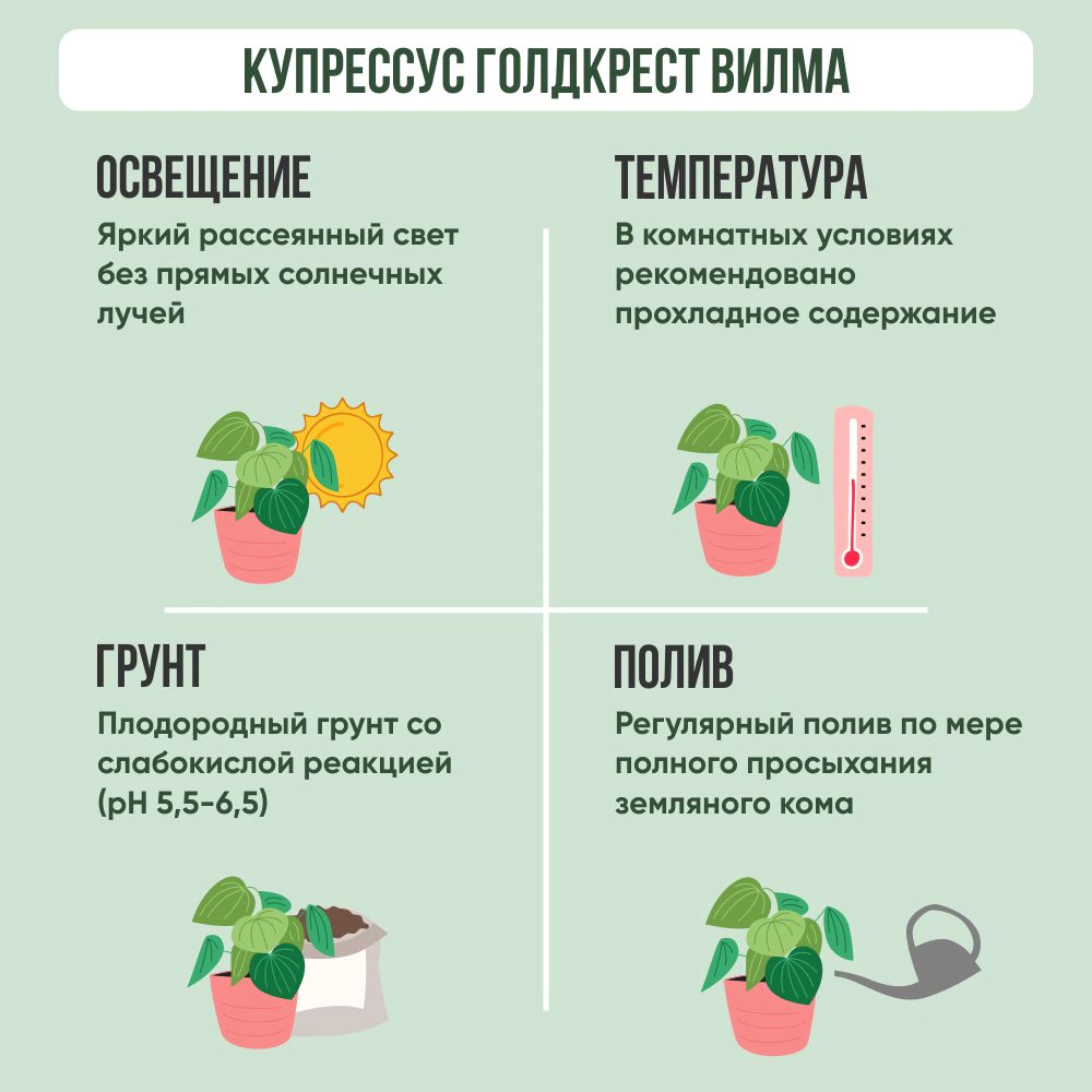 Купрессус Голдкрест Вилма d8 см h25 см