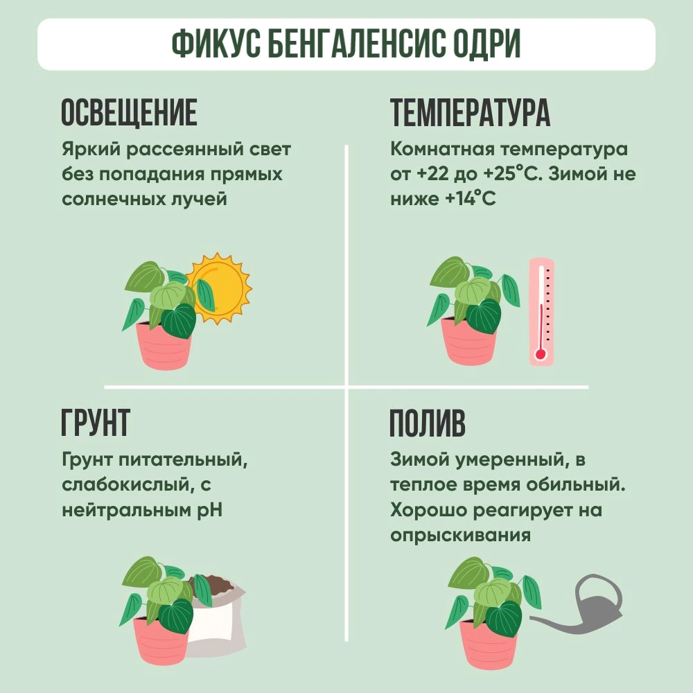 Фикус штамб Одри d21 см