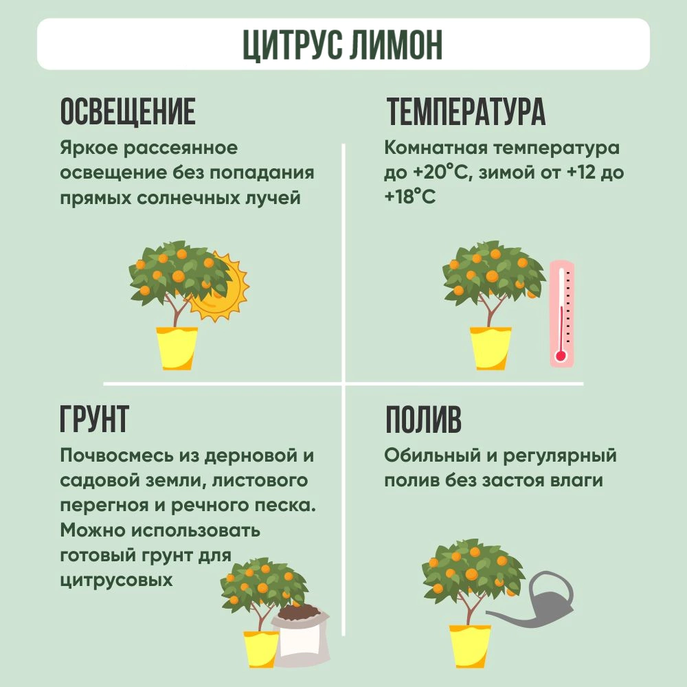 Цитрус Лимон штамб d15 см h50 см