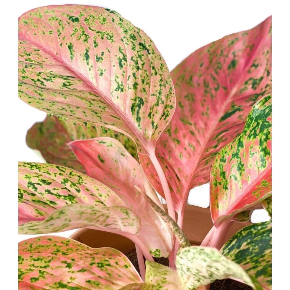 Аглаонема d19 см h45 см