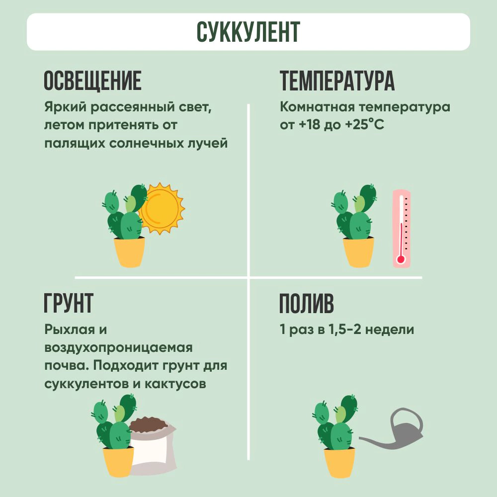 Суккуленты микс d8,5 см