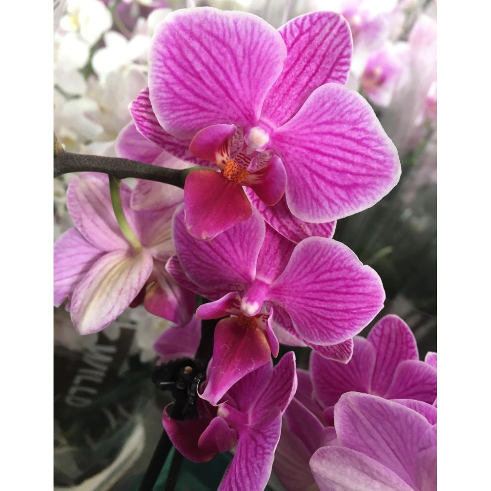 Фаленопсис 1 стрелка d12 см