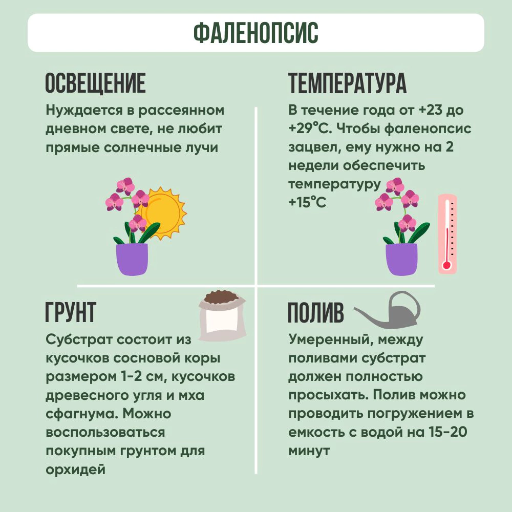 Фаленопсис 1 стрелка d12 см