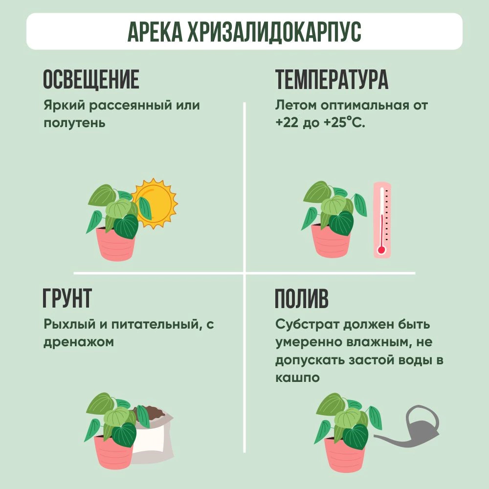 Арека Хризалидокарпус d17 см h65 см