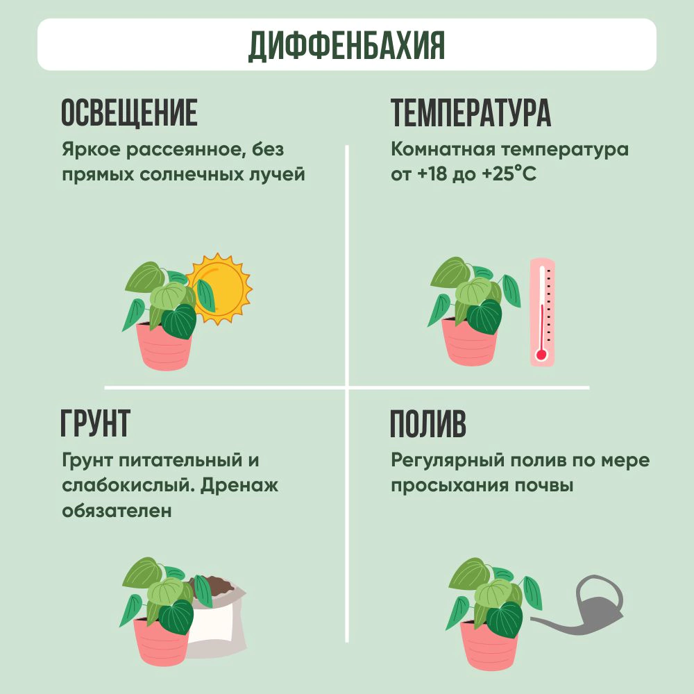 Диффенбахия Сноуфол d 12 см