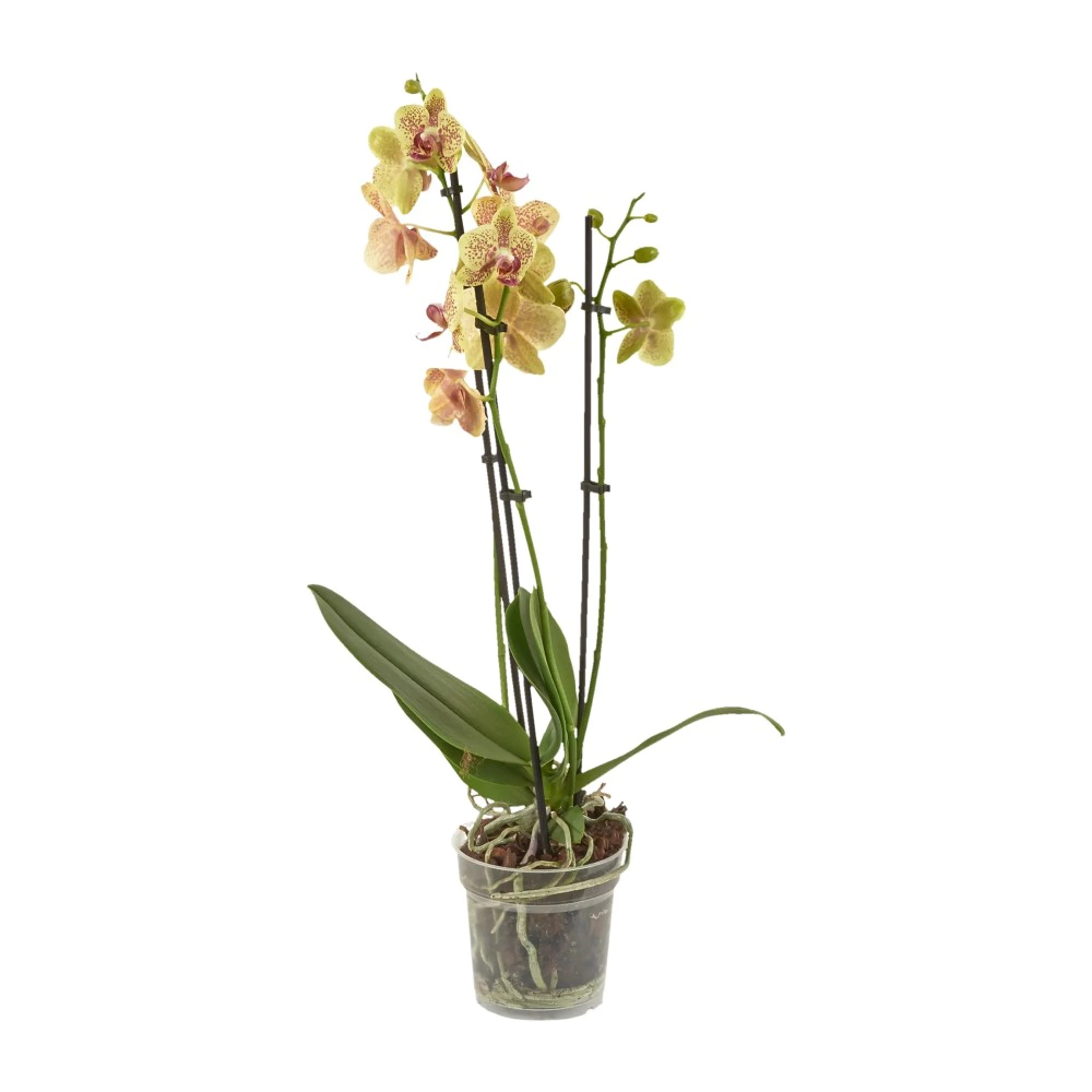 Орхидея фаленопсис 3 стрелы d12 см h60 см