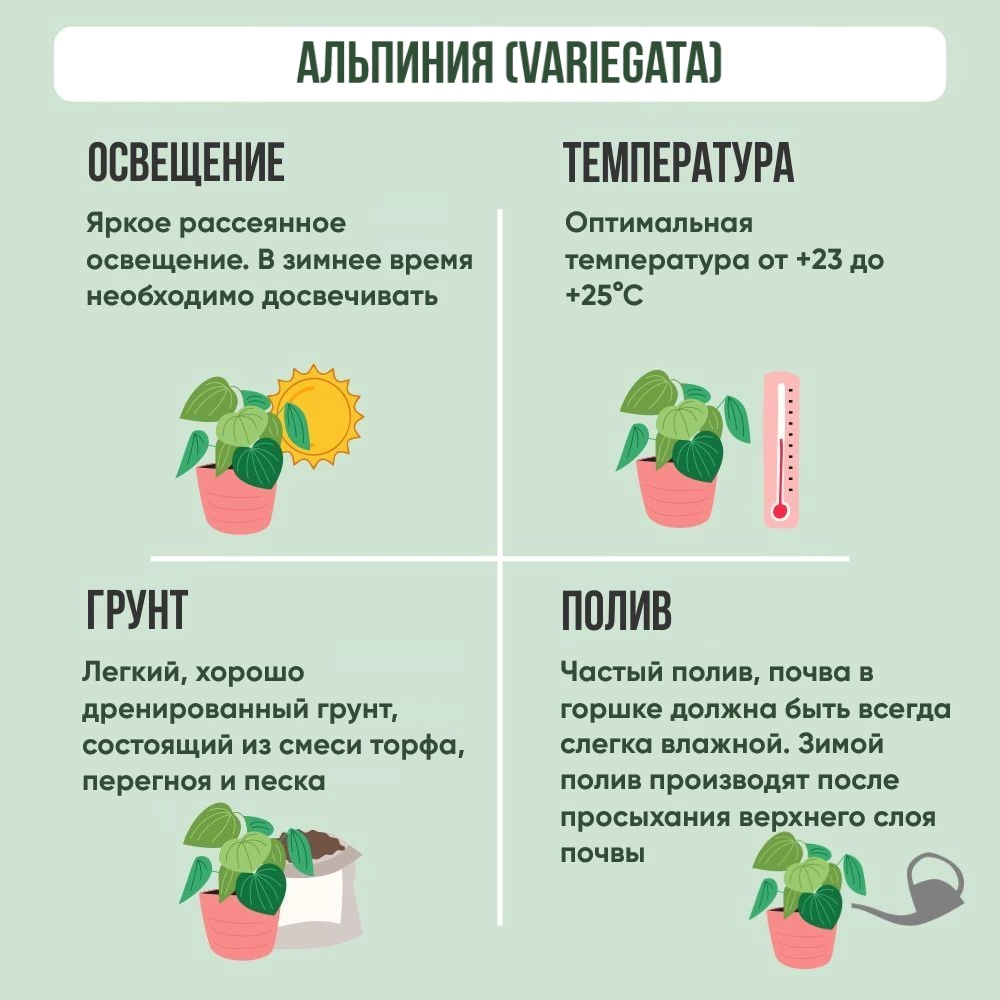 Альпиния (Variegata) d19 см