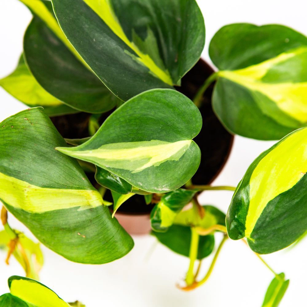 Филодендрон лазящий Brasil d13 см