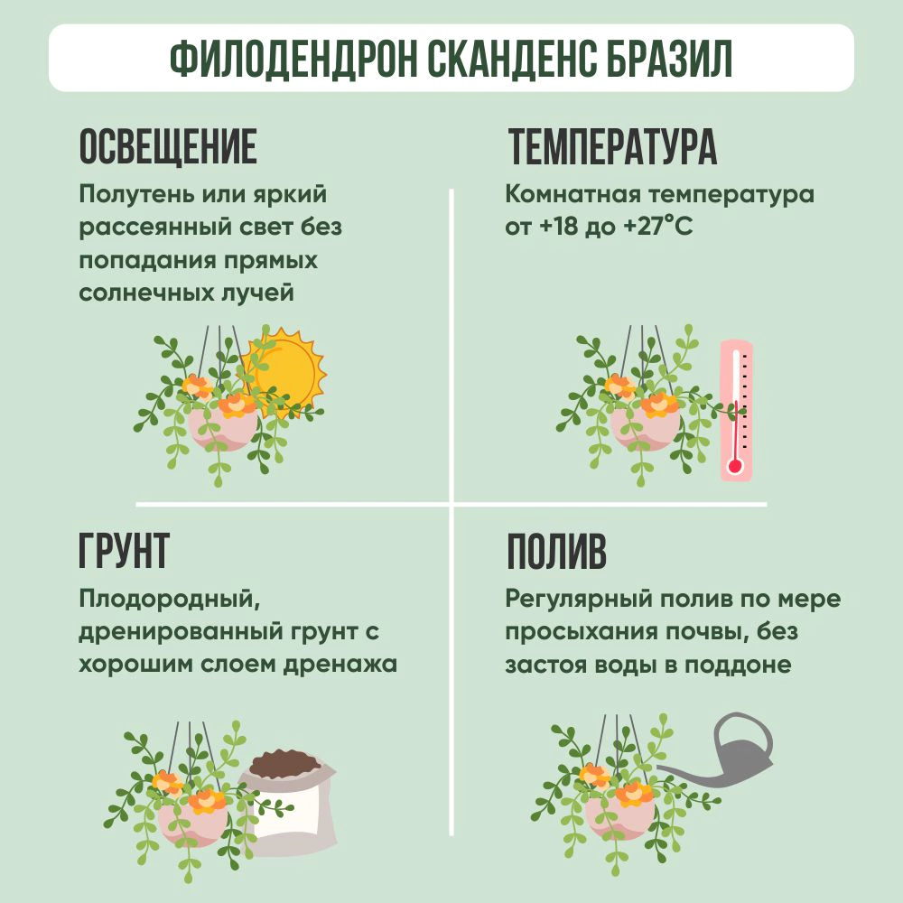 Филодендрон лазящий Brasil d13 см