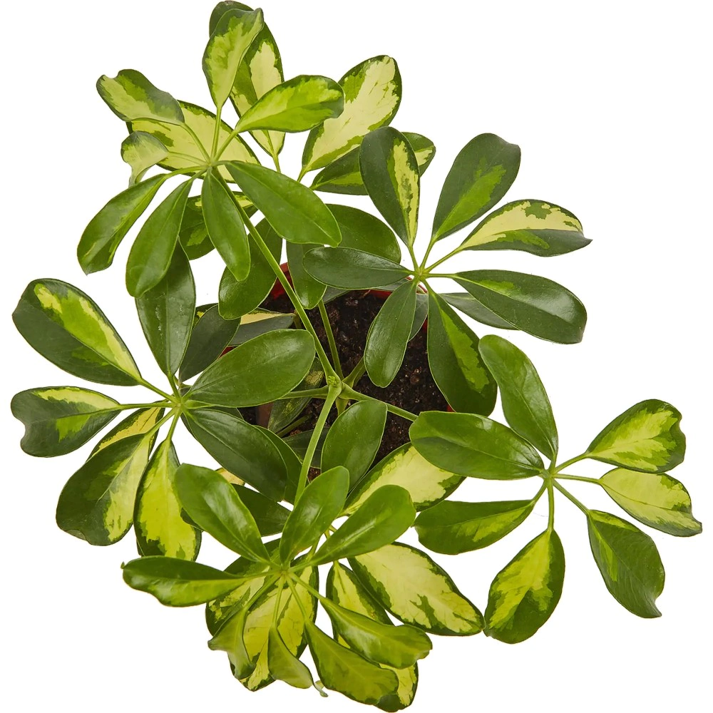 Шеффлера Герда d13 см h45 см