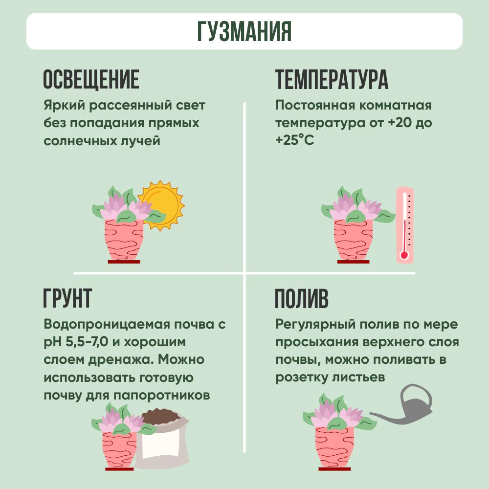 Гузмания микс Xxl d13 см h65 см