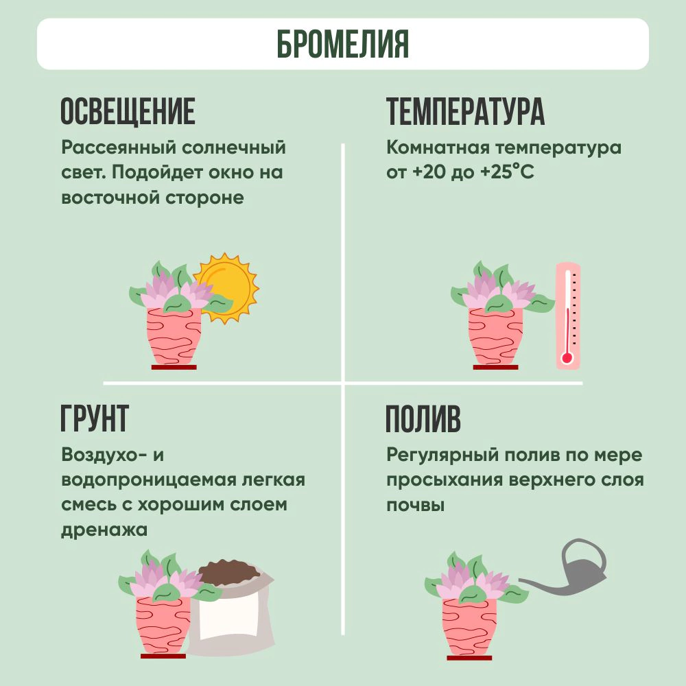 Бромелиевый микс d9 см h20-40 см