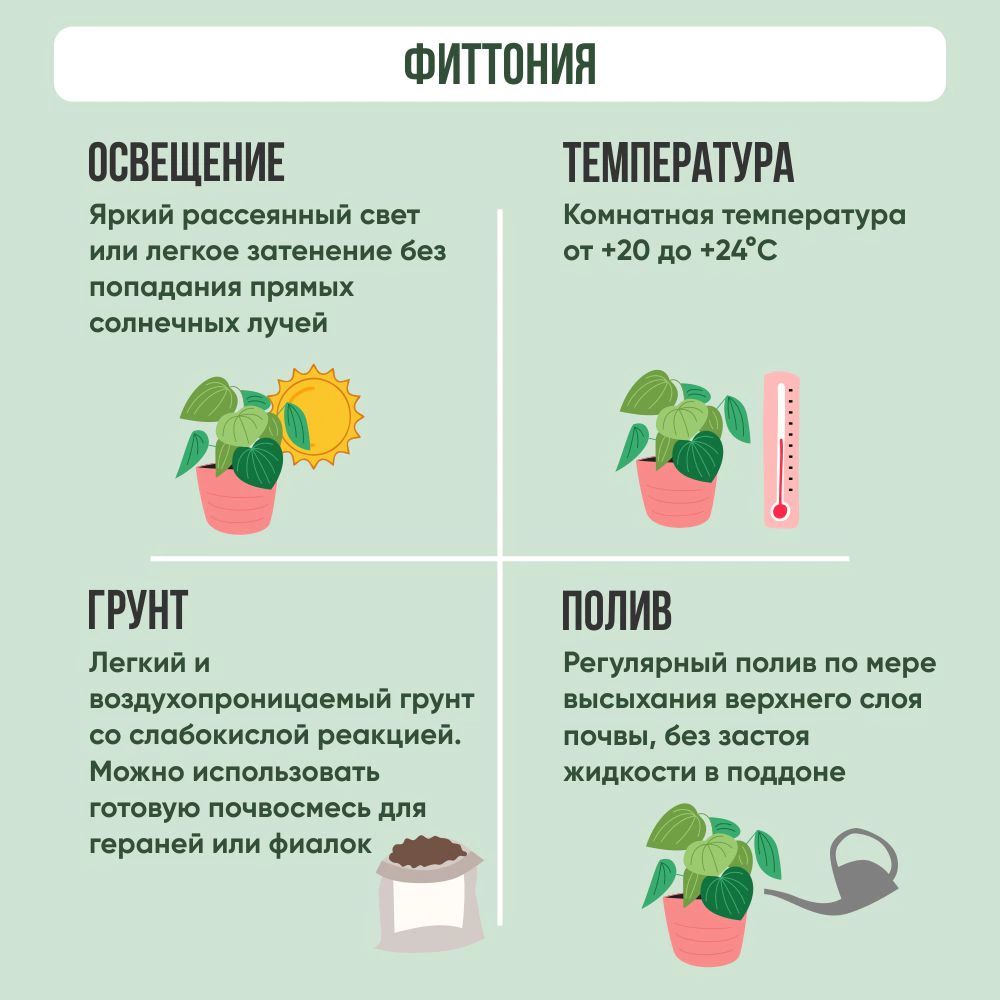 Фиттония микс d8 см h15 см