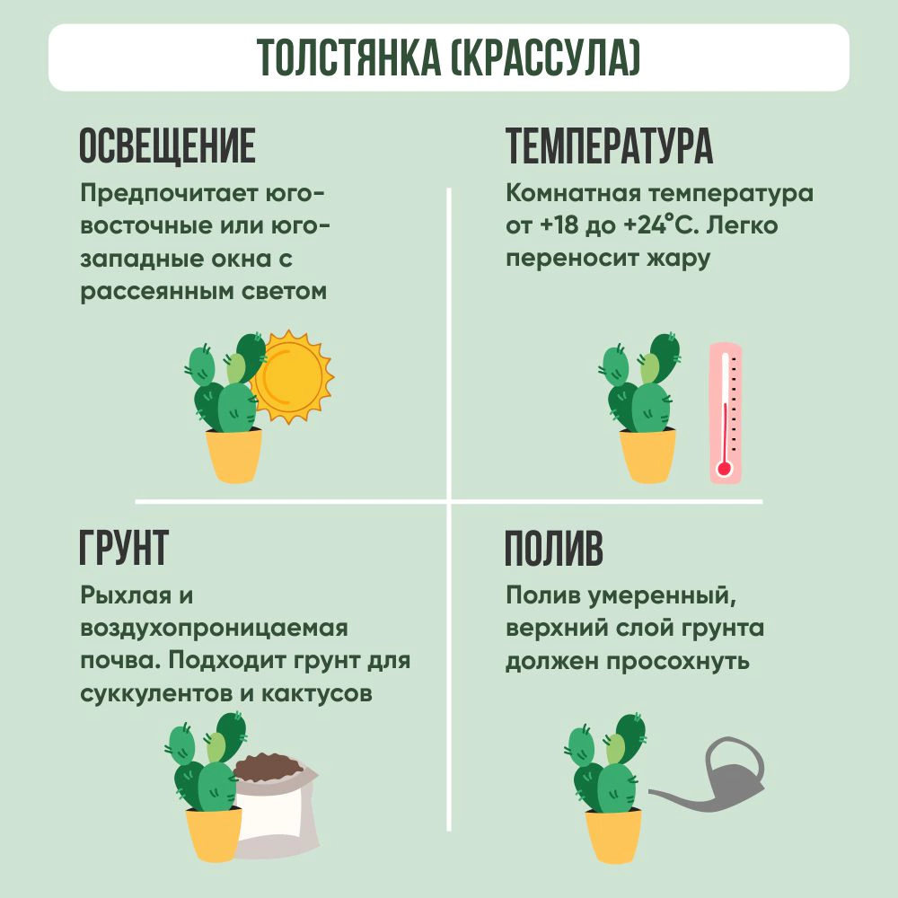 Толстянка (Крассула) d12 см ЕТК
