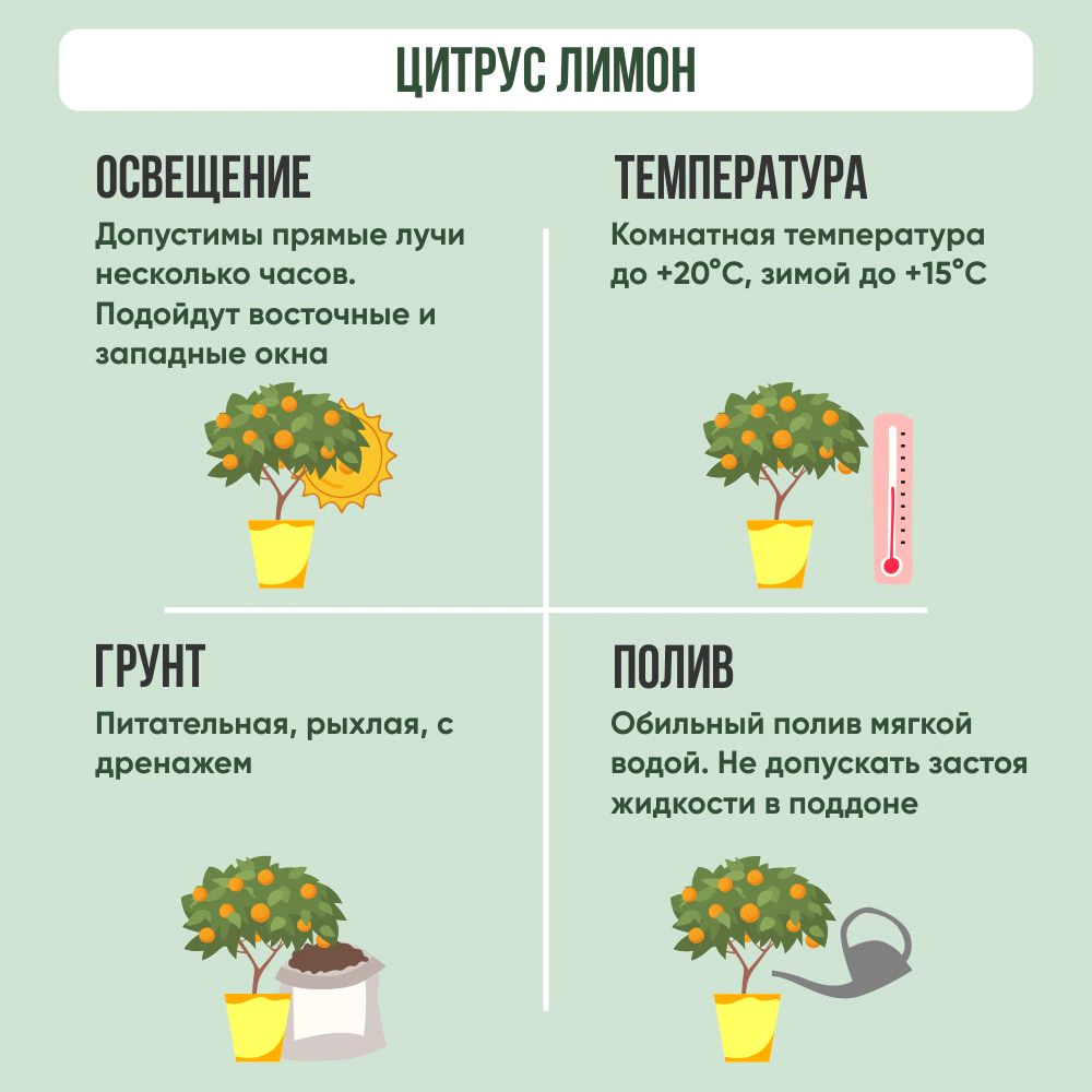 Цитрус Лимон штамб 20х70 см