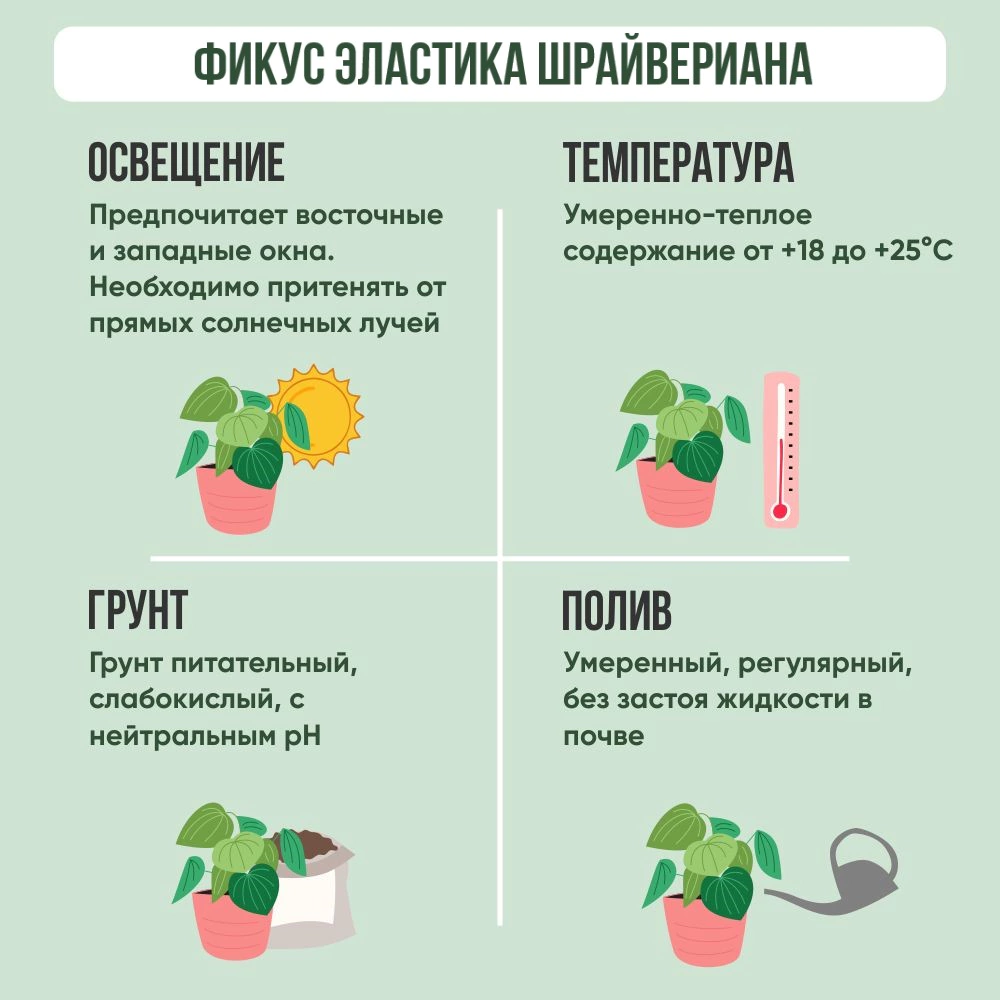Фикус эластика Шрайвериана d15 см