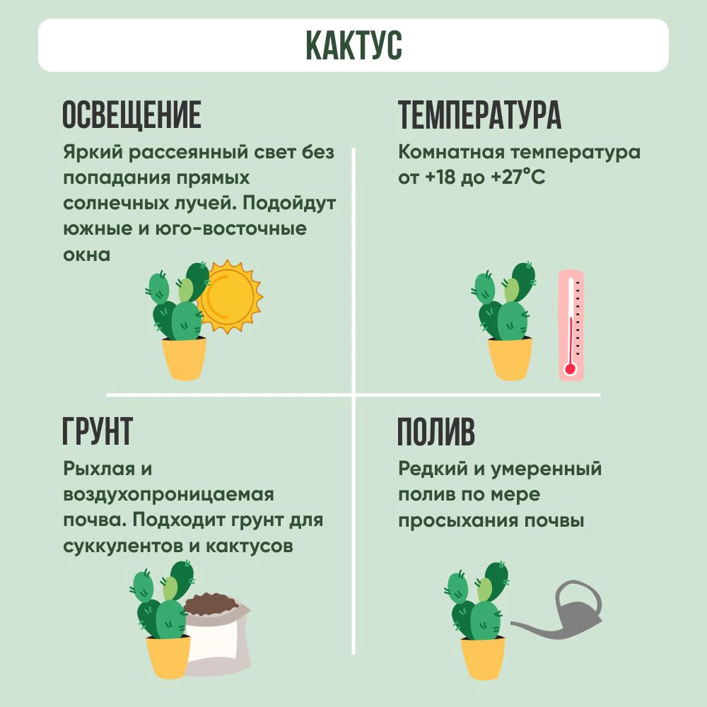 Кактус микс d6,5 см потковер