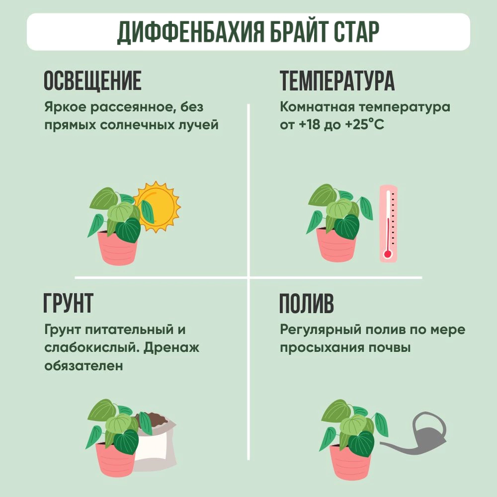 Диффенбахия Брайт Стар d12 см
