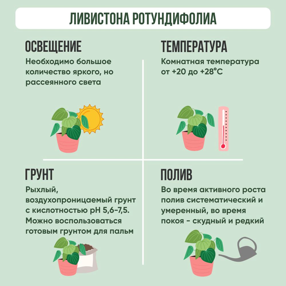 Ливистона Ротундифолиа d15 см