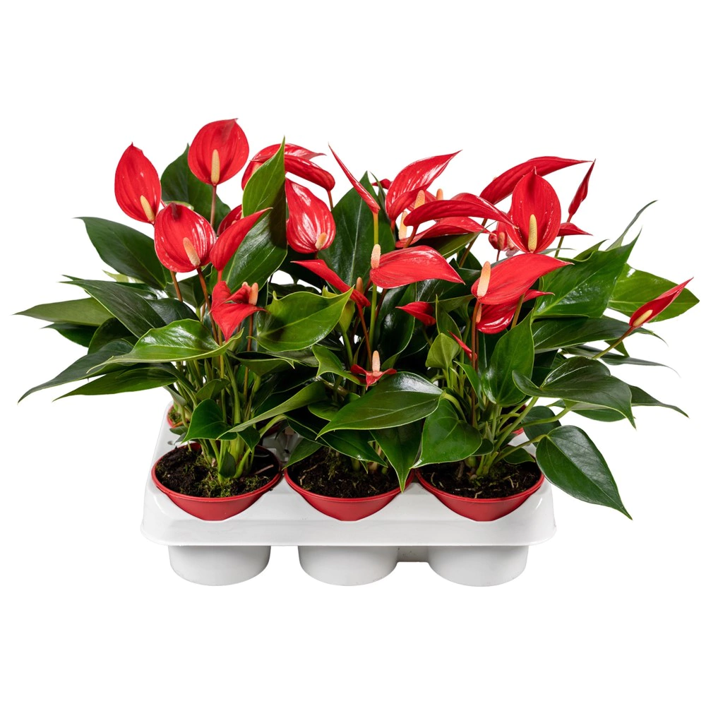 Антуриум Lilli Red d9