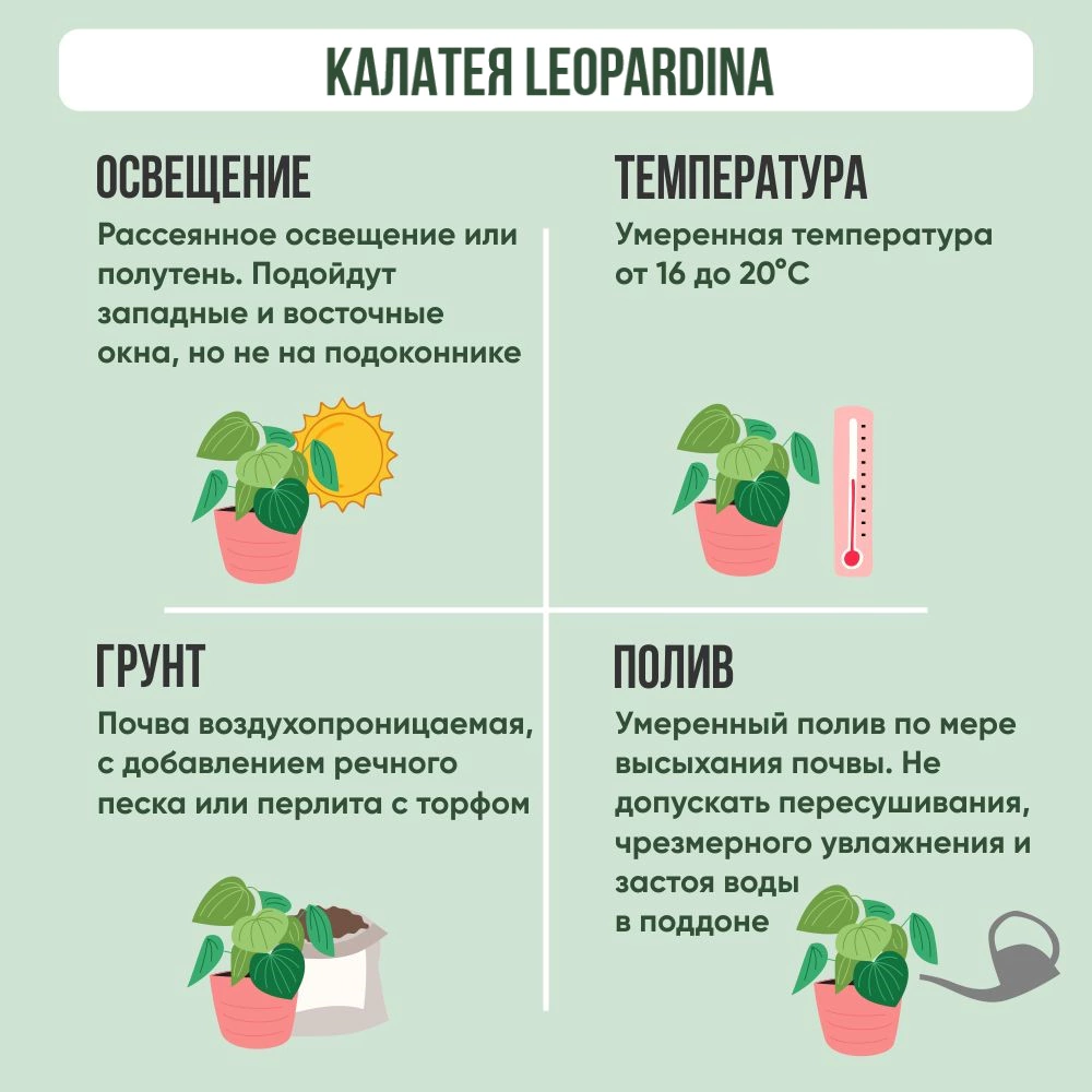 Калатея Leopardina d12 см