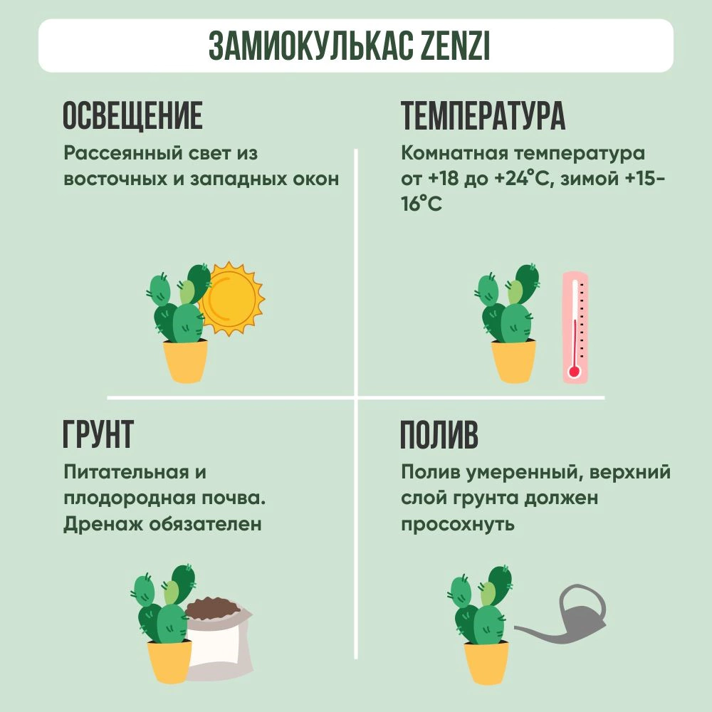 Замиокулькас Zenzi 21х70 см