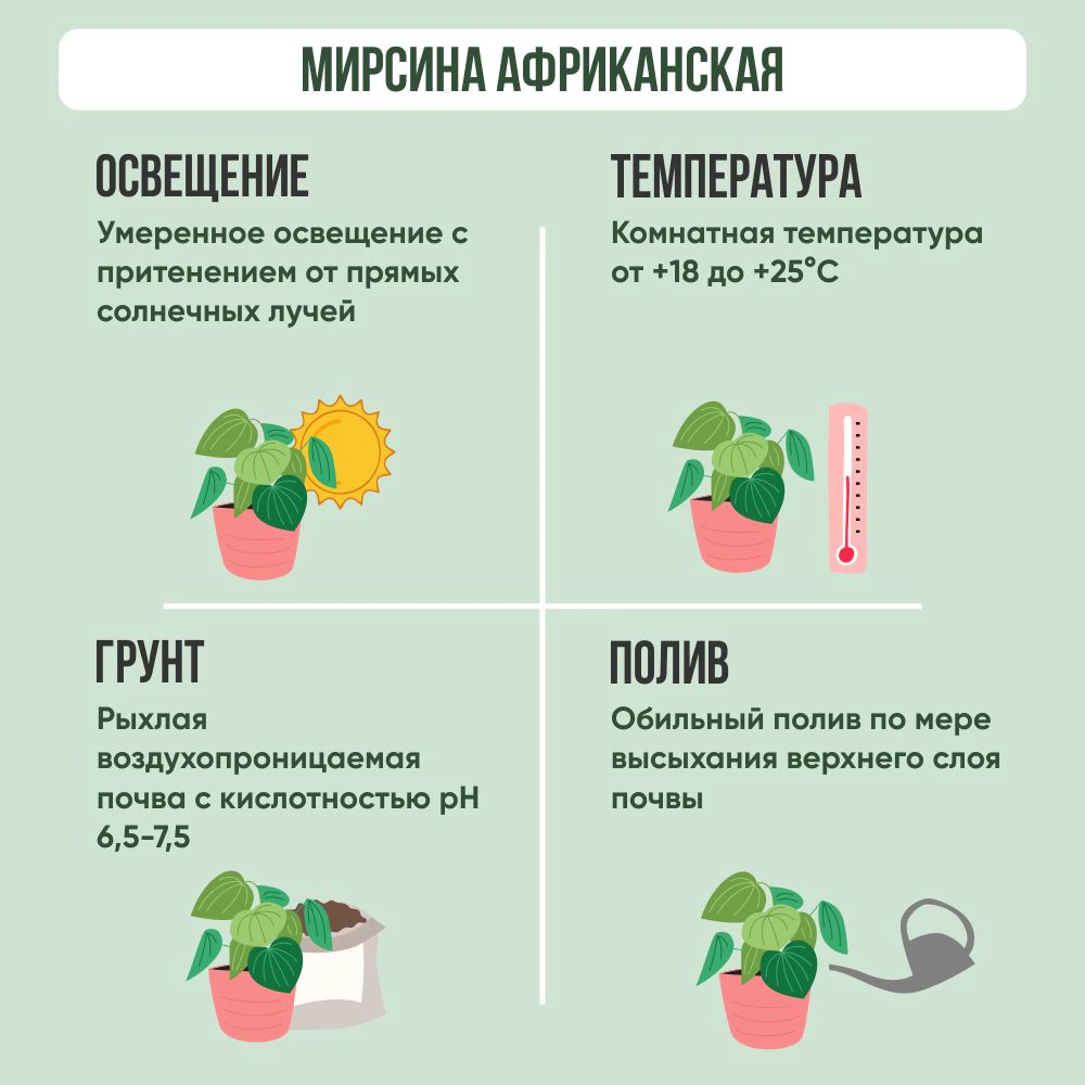 Мирсина африканская штамбовая d9 см 7цветов
