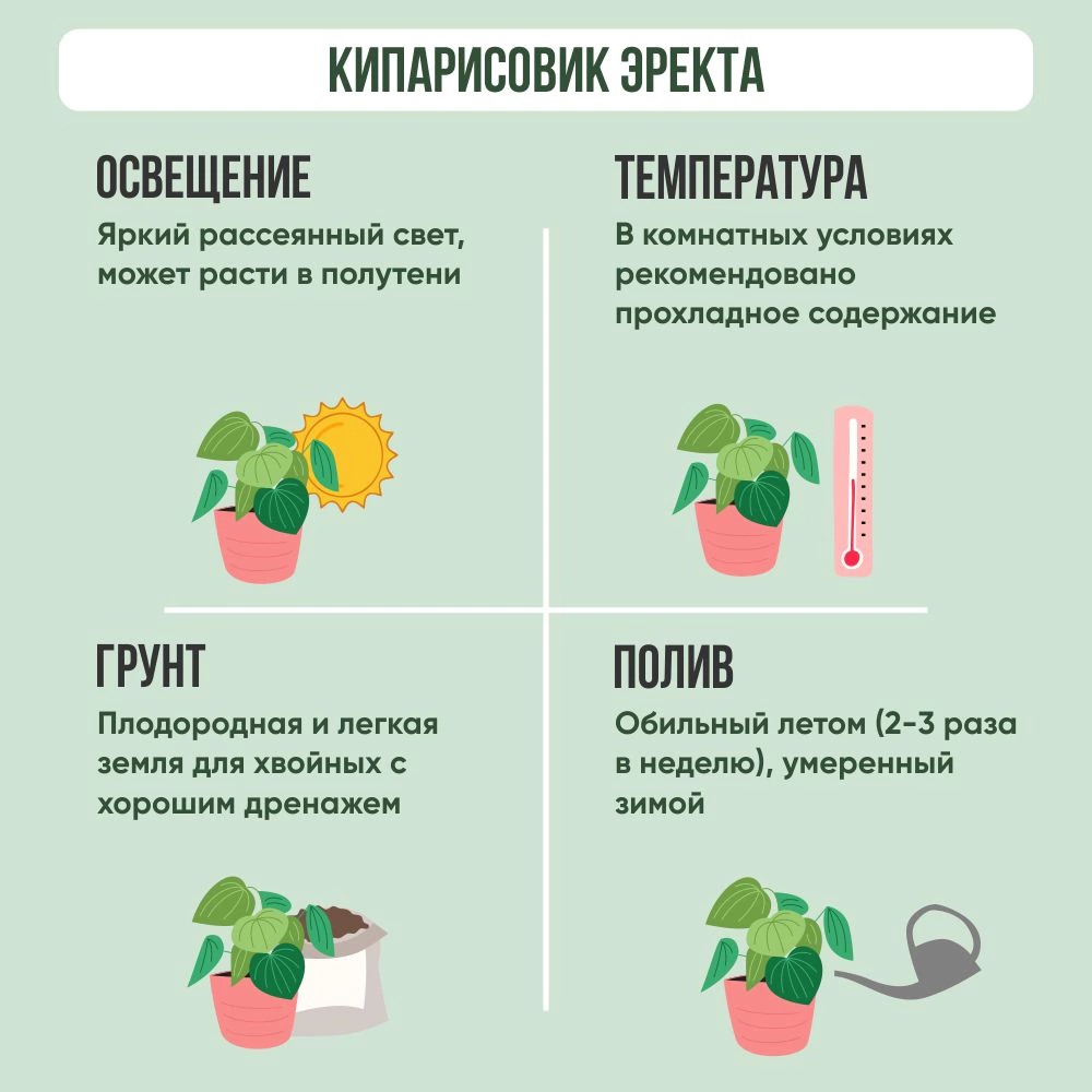 Кипарисовик Эректа d9 см