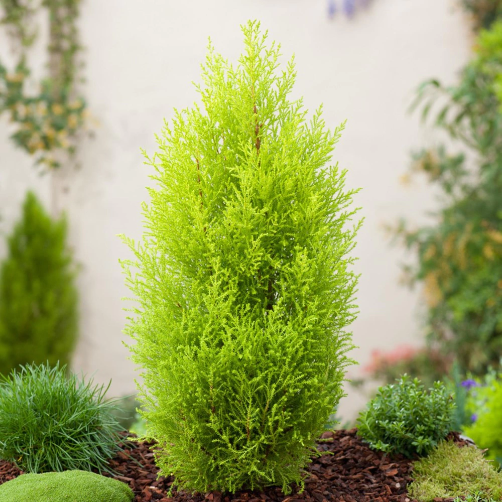 Купрессус Голдкрест Вилма d11 см