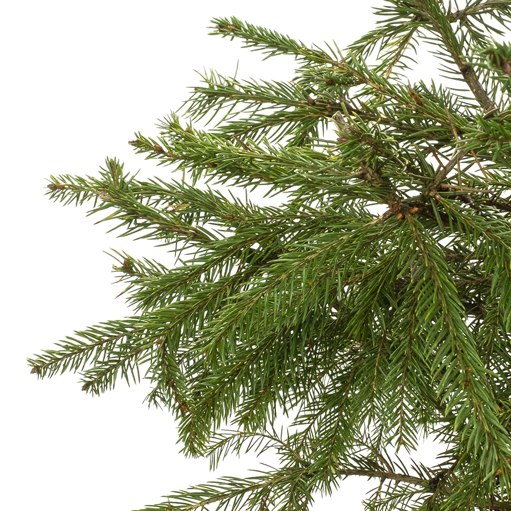 Ель новогодняя в горшке h80-100 см Леспрус