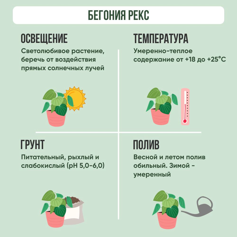 Бегония рекс Гибриден d12 см