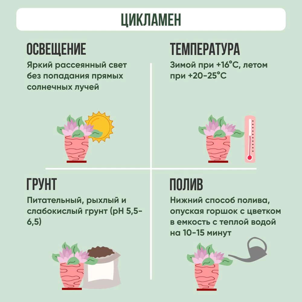 Цикламен микс d15 см