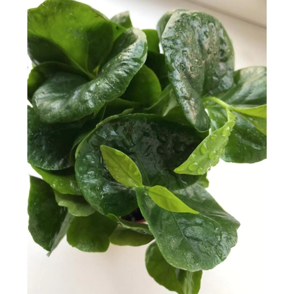 Кофе Арабика в кружке d7 см