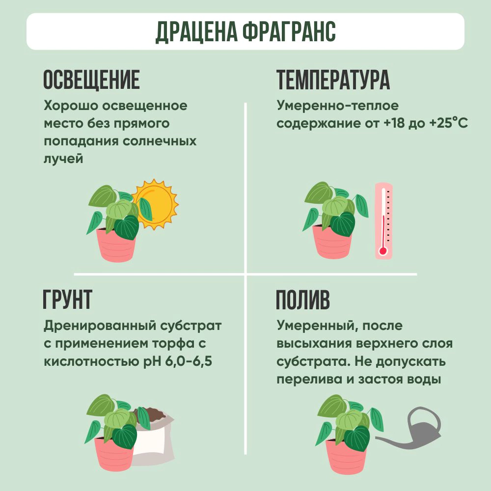 Драцена Фрагранс микс d12 см