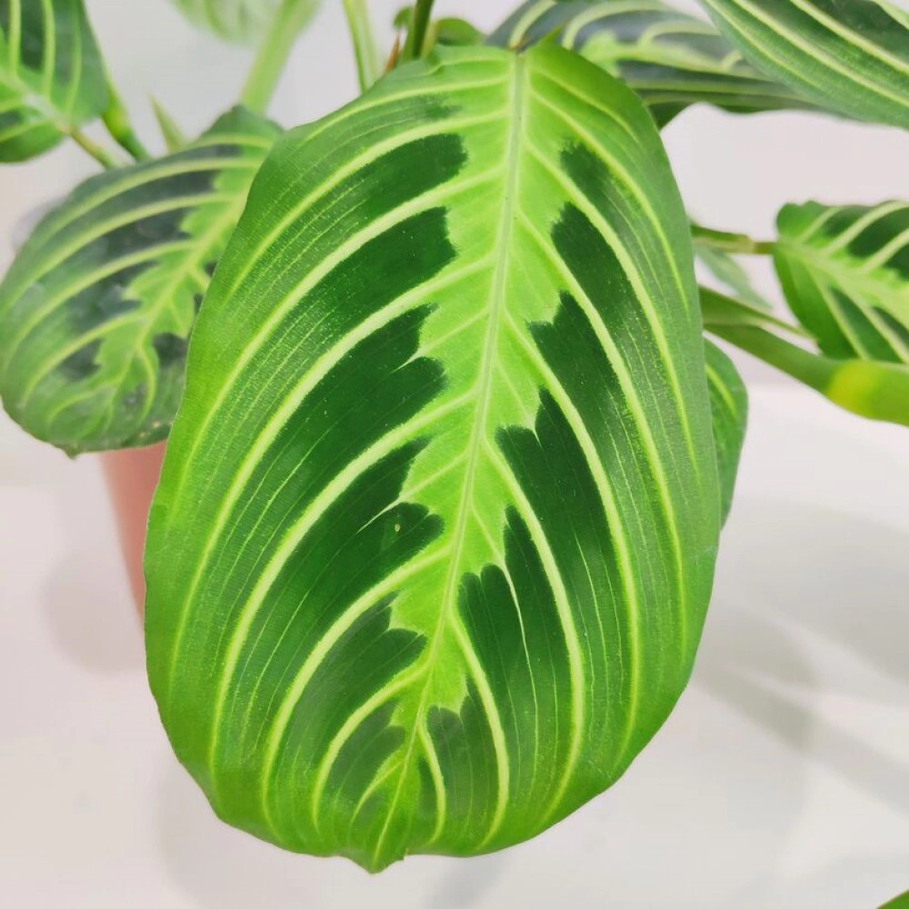 Маранта Лемон Лайм d12 см