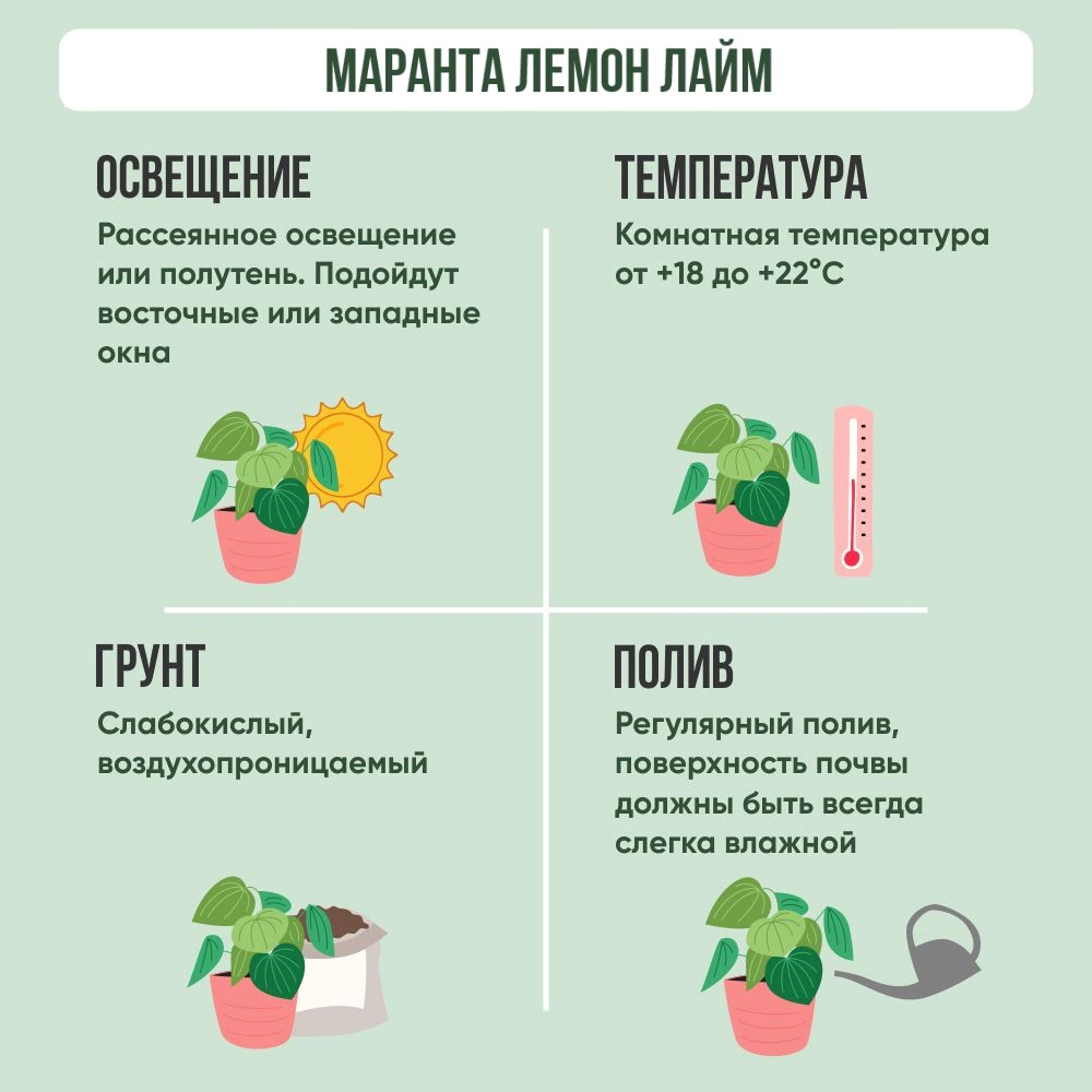 Маранта Лемон Лайм d12 см