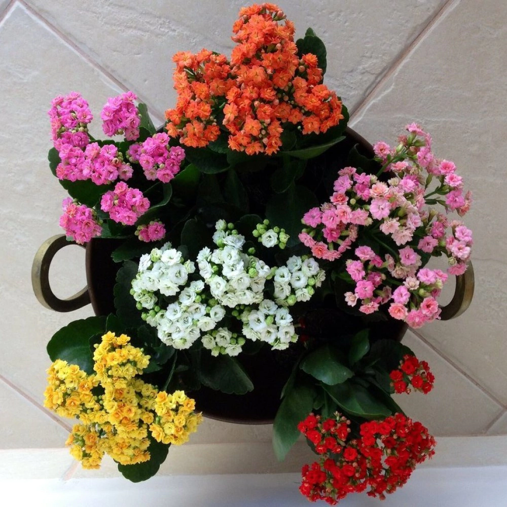 Каланхоэ микс d8 см