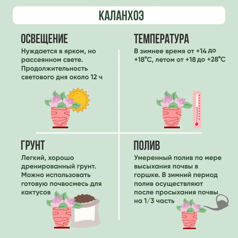 Каланхоэ микс d8 см
