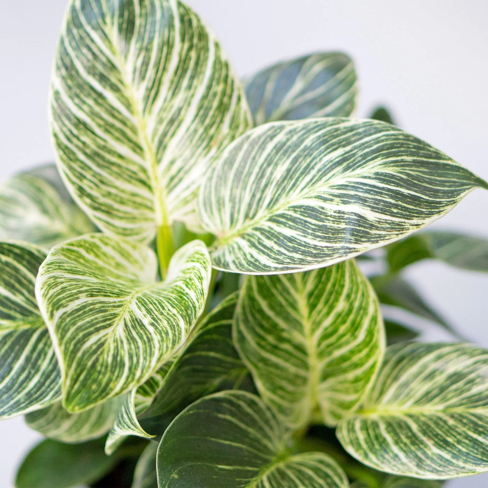 Филодендрон Биркин d15 см