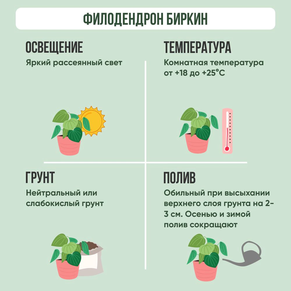 Филодендрон Биркин d15 см