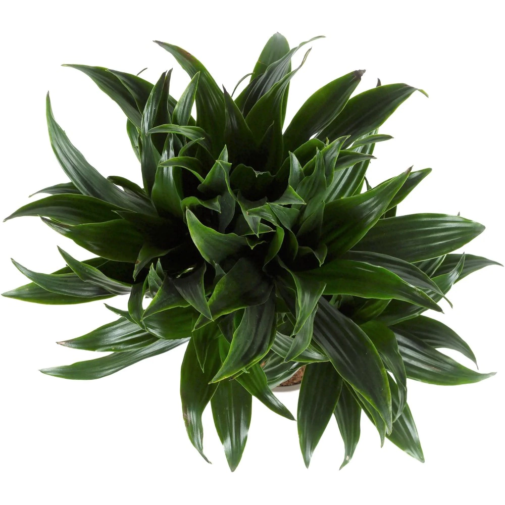 Драцена фрагранс Компакта 2 ствола d17 см h55 см