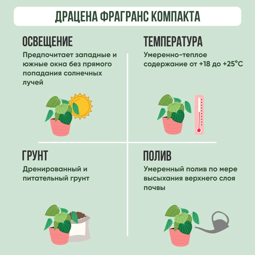 Драцена фрагранс Компакта 2 ствола d17 см h55 см
