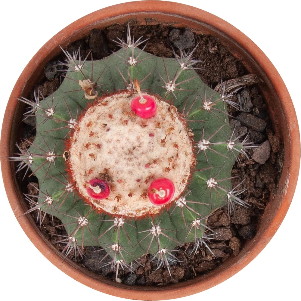 Кактус шар микс d20 см h22 см