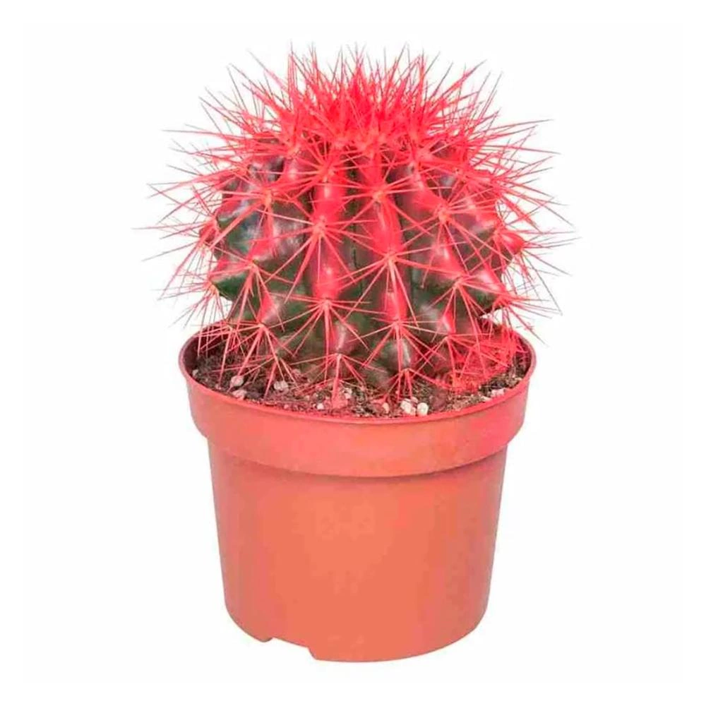 Эхинокактус Грузони крашеный микс d5 см
