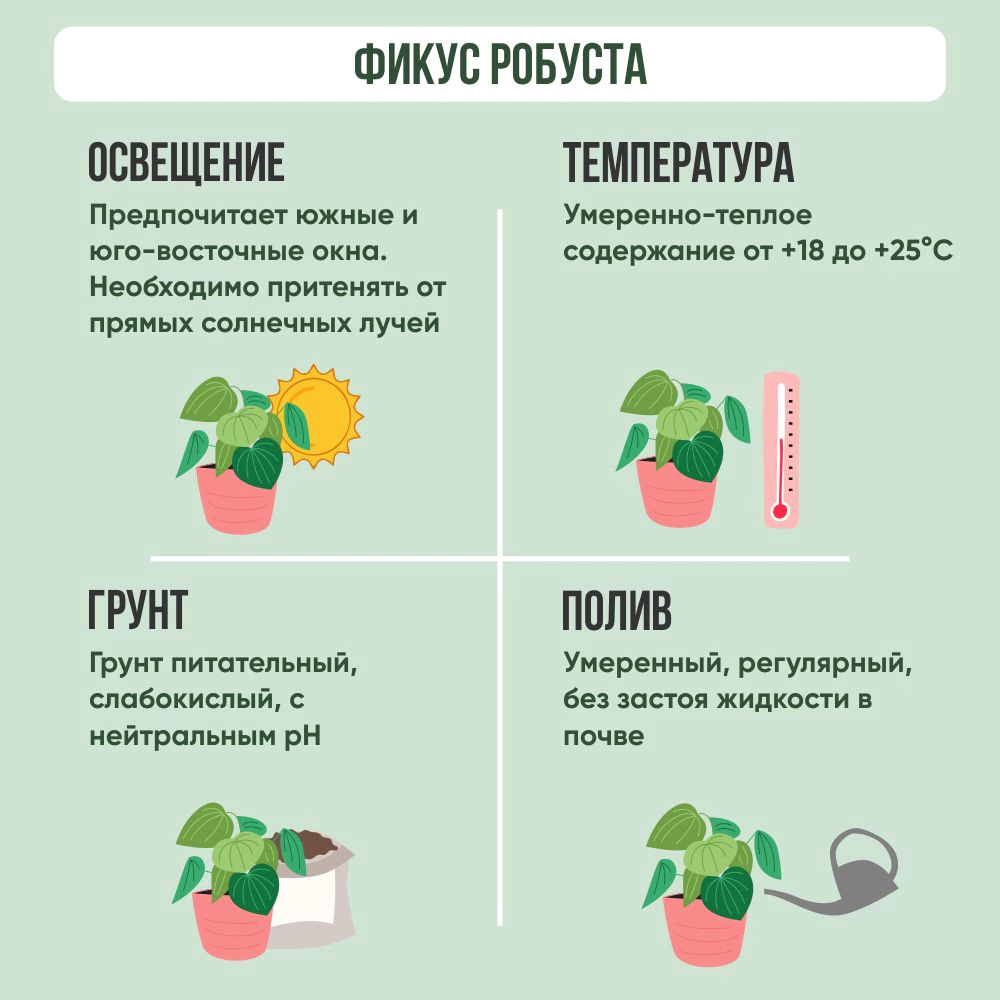 Фикус Робуста d12 см