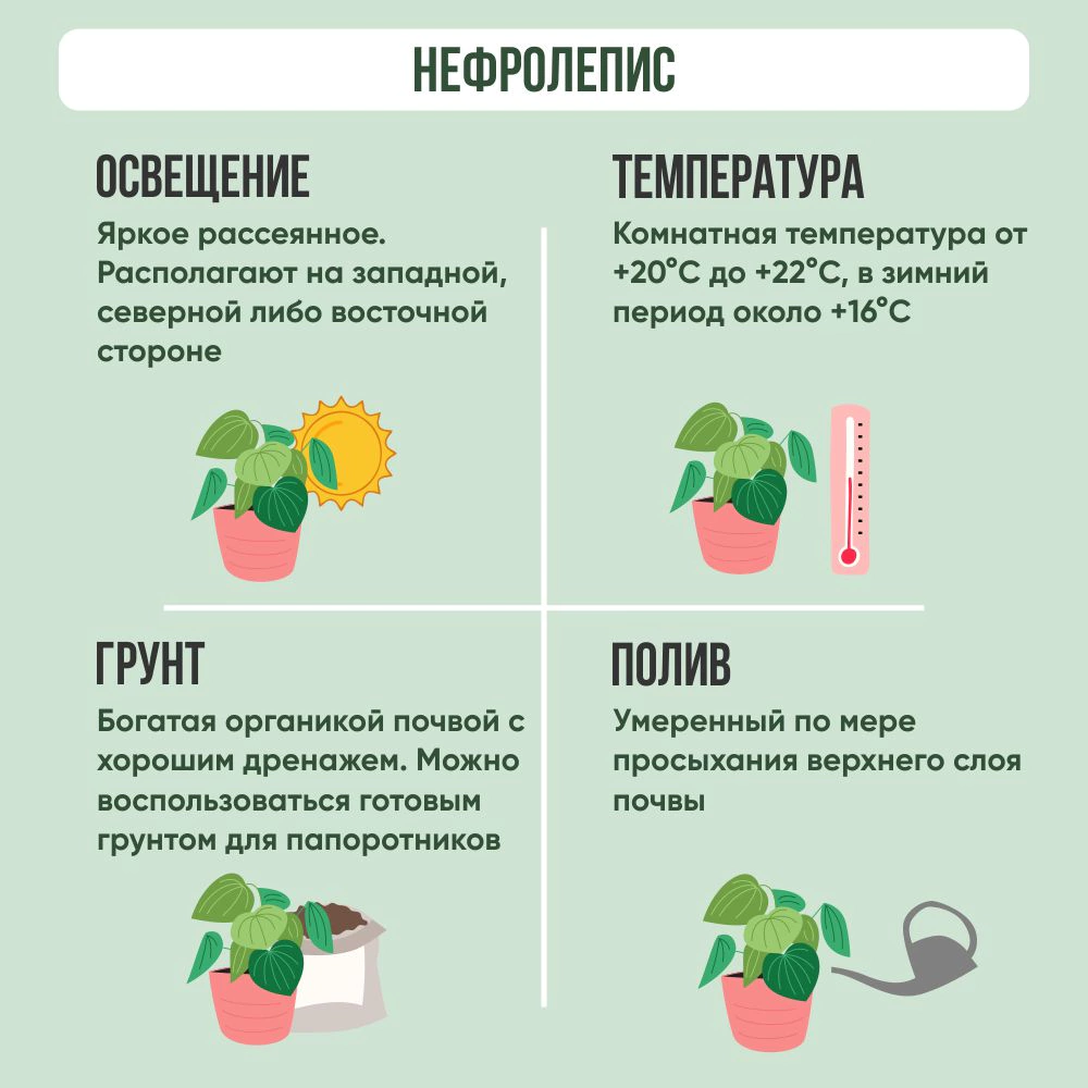 Нефролепис подвес d17 см h55 см
