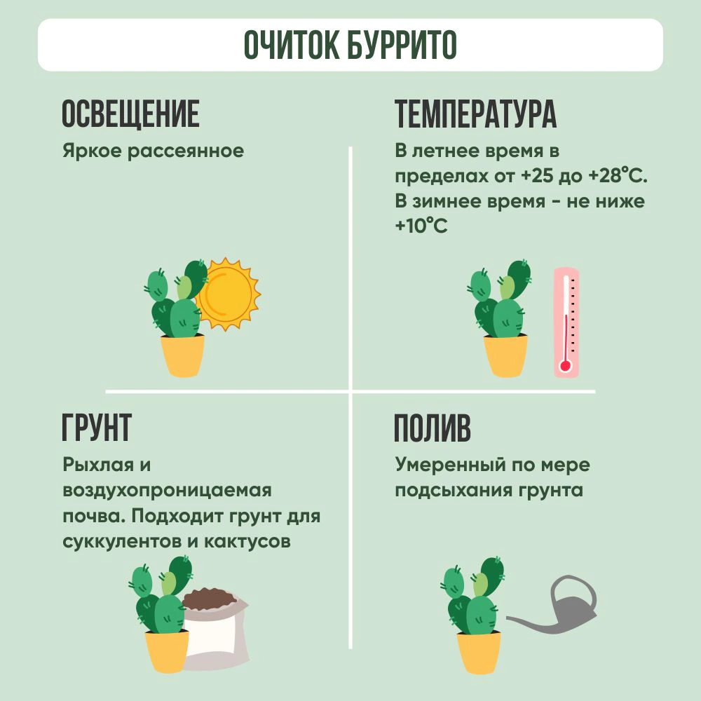 Очиток Буррито d9 см