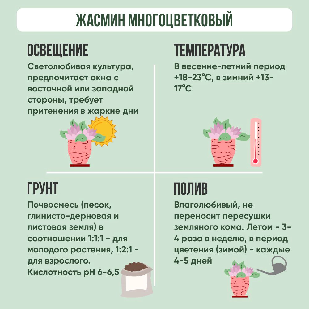 Жасмин многоцветковый d12 см